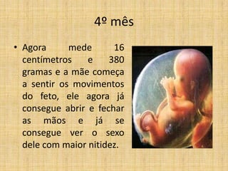 4º mês
• Agora      mede      16
  centímetros    e    380
  gramas e a mãe começa
  a sentir os movimentos
  do feto, ele agora já
  consegue abrir e fechar
  as mãos e já se
  consegue ver o sexo
  dele com maior nitidez.
 