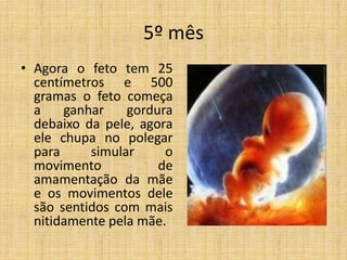 5º mês
• Agora o feto tem 25
  centímetros e 500
  gramas o feto começa
  a    ganhar    gordura
  debaixo da pele, agora
  ele chupa no polegar
  para     simular     o
  movimento           de
  amamentação da mãe
  e os movimentos dele
  são sentidos com mais
  nitidamente pela mãe.
 