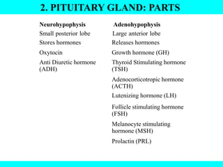2. PITUITARY GLAND: PARTS
Neurohypophysis Adenohypophysis
Small posterior lobe Large anterior lobe
Stores hormones Releases hormones
Oxytocin Growth hormone (GH)
Anti Diuretic hormone
(ADH)
Thyroid Stimulating hormone
(TSH)
Adenocorticotropic hormone
(ACTH)
Lutenizing hormone (LH)
Follicle stimulating hormone
(FSH)
Melanocyte stimulating
hormone (MSH)
Prolactin (PRL)
 