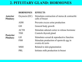 2. PITUITARY GLAND: HORMONES
Anterior
Pituitary
Posterior
Pituitary
HORMONES EFFECTS
Oxytocin (OC) Stimulates contraction of uterus & contractile
cells of breast
ADH Prevents excess urine production
GH General body growth
ACTH Stimulate adrenal cortex to release hormone
TSH Controls thyroid gland
LH Stimulates sexual & reproductive function
FSH Stimulate production of sperm & egg in
ovaries & testis
MSH Related to skin pigmentation
PRL Initiates milk production in breast
 