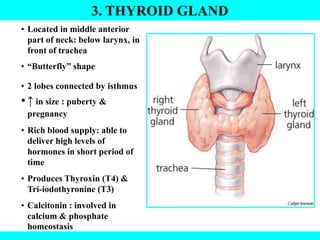 3. THYROID GLAND
• Located in middle anterior
part of neck: below larynx, in
front of trachea
• “Butterfly” shape
• 2 lobes connected by isthmus
• ↑ in size : puberty &
pregnancy
• Rich blood supply: able to
deliver high levels of
hormones in short period of
time
• Produces Thyroxin (T4) &
Tri-iodothyronine (T3)
• Calcitonin : involved in
calcium & phosphate
homeostasis
 
