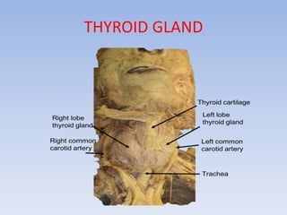THYROID GLAND
 