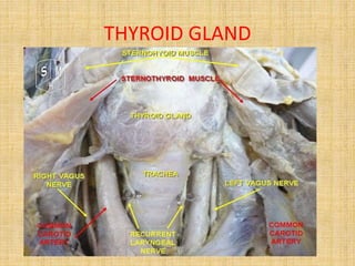 THYROID GLAND
 