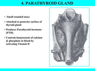 4. PARATHYROID GLAND
• Small rounded mass
• Attached to posterior surface of
thyroid gland
• Produces Parathyroid hormone
(PTH)
• Controls homeostasis of calcium
& phosphate in blood by
activating Vitamin D
 