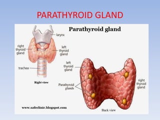 PARATHYROID GLAND
 