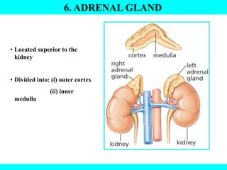 6. ADRENAL GLAND
• Located superior to the
kidney
• Divided into: (i) outer cortex
(ii) inner
medulla
 