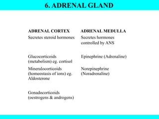 6. ADRENAL GLAND
ADRENAL CORTEX ADRENAL MEDULLA
Secretes steroid hormones Secretes hormones
controlled by ANS
Glucocorticoids
(metabolism) eg. cortisol
Mineralocorticoids
(homeostasis of ions) eg.
Aldosterone
Gonadocorticoids
(oestrogens & androgens)
Epinephrine (Adrenaline)
Norepinephrine
(Noradrenaline)
 