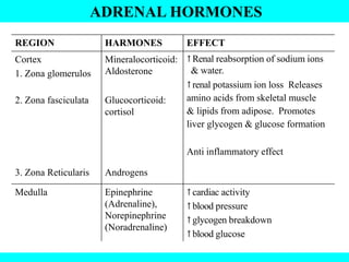 ADRENAL HORMONES
HARMONESREGION
Cortex
1. Zona glomerulos
2. Zona fasciculata
3. Zona Reticularis
Medulla
Mineralocorticoid:
Aldosterone
Glucocorticoid:
cortisol
Androgens
Epinephrine
(Adrenaline),
Norepinephrine
(Noradrenaline)
EFFECT
↑Renal reabsorption of sodium ions
& water.
↑renal potassium ion loss Releases
amino acids from skeletal muscle
& lipids from adipose. Promotes
liver glycogen & glucose formation
Anti inflammatory effect
↑cardiac activity
↑blood pressure
↑glycogen breakdown
↑blood glucose
 