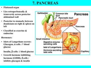 7. PANCREAS
• Flattened organ
• Lies retroperitoneally &
transversly across posterior
abdominal wall
• Posterior to stomach, between
doudenum on right & spleen on
left
• Classified as exocrine &
endocrine
Hormones:
• Islets of Langerhans secrete:
Glucagon, α cells : ↑ blood
glucose
Insulin, β cells: ↓ blood glucose
• Growth harmone inhibiting
hormone (GHIH), δ cells :
inhibits glucagon & insulin
 