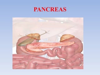 PANCREAS
 