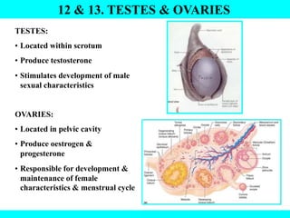 12 & 13. TESTES & OVARIES
TESTES:
• Located within scrotum
• Produce testosterone
• Stimulates development of male
sexual characteristics
OVARIES:
• Located in pelvic cavity
• Produce oestrogen &
progesterone
• Responsible for development &
maintenance of female
characteristics & menstrual cycle
 