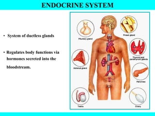 ENDOCRINE SYSTEM
• System of ductless glands
• Regulates body functions via
hormones secreted into the
bloodstream.
 
