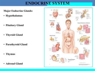 ENDOCRINE SYSTEM
Major Endocrine Glands:
• Hypothalamus
• Pituitary Gland
• Thyroid Gland
• Parathyroid Gland
• Thymus
• Adrenal Gland
 