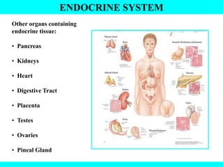 ENDOCRINE SYSTEM
Other organs containing
endocrine tissue:
• Pancreas
• Kidneys
• Heart
• Digestive Tract
• Placenta
• Testes
• Ovaries
• Pineal Gland
 
