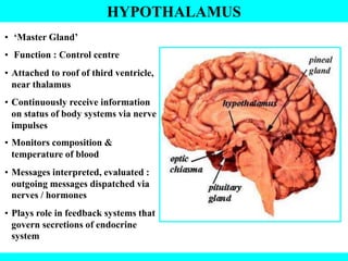 HYPOTHALAMUS
• ‘Master Gland’
• Function : Control centre
• Attached to roof of third ventricle,
near thalamus
• Continuously receive information
on status of body systems via nerve
impulses
• Monitors composition &
temperature of blood
• Messages interpreted, evaluated :
outgoing messages dispatched via
nerves / hormones
• Plays role in feedback systems that
govern secretions of endocrine
system
 