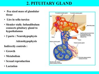 2. PITUITARY GLAND
• Pea sized mass of glandular
tissue
• Lies in sella turcica
• Slender stalk: Infundibulum
connects pituitary gland to
hypothalamus
• 2 parts : Neurohypophysis
Adenohypophysis
Indirectly controls :
• Growth
• Metabolism
• Sexual reproduction
• Lactation
 