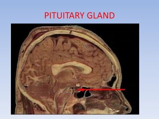 PITUITARY GLAND
 