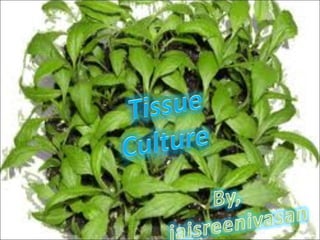 tissue culture hybridization