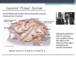 Layered Visual System
David Hubel and Torsten Wiesel found the animal’s
visual system is layered
Retina  Area V1  Area V2  Area V4  …
Orientation Selective
Cell: be activated
when pupils sensing
the edges of the
object and the edges
pointing to the
specific orientation
 