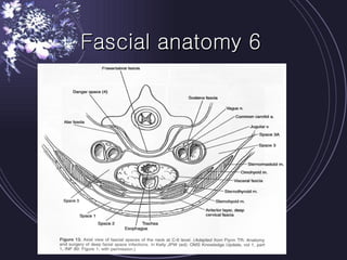 Fascial anatomy 6 