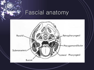 Fascial anatomy 