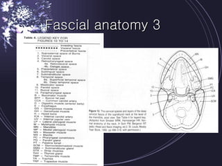Fascial anatomy 3 