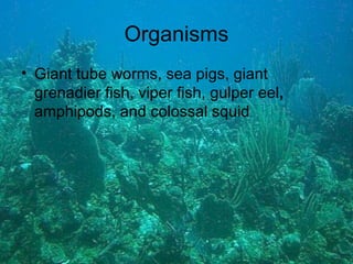 Organisms Giant tube worms, sea pigs, giant grenadier fish, viper fish, gulper eel , amphipods, and colossal squid