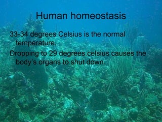 Human homeostasis 33-34 degrees Celsius is the normal temperature. Dropping to 29 degrees celsius causes the body’s organs to shut down.
