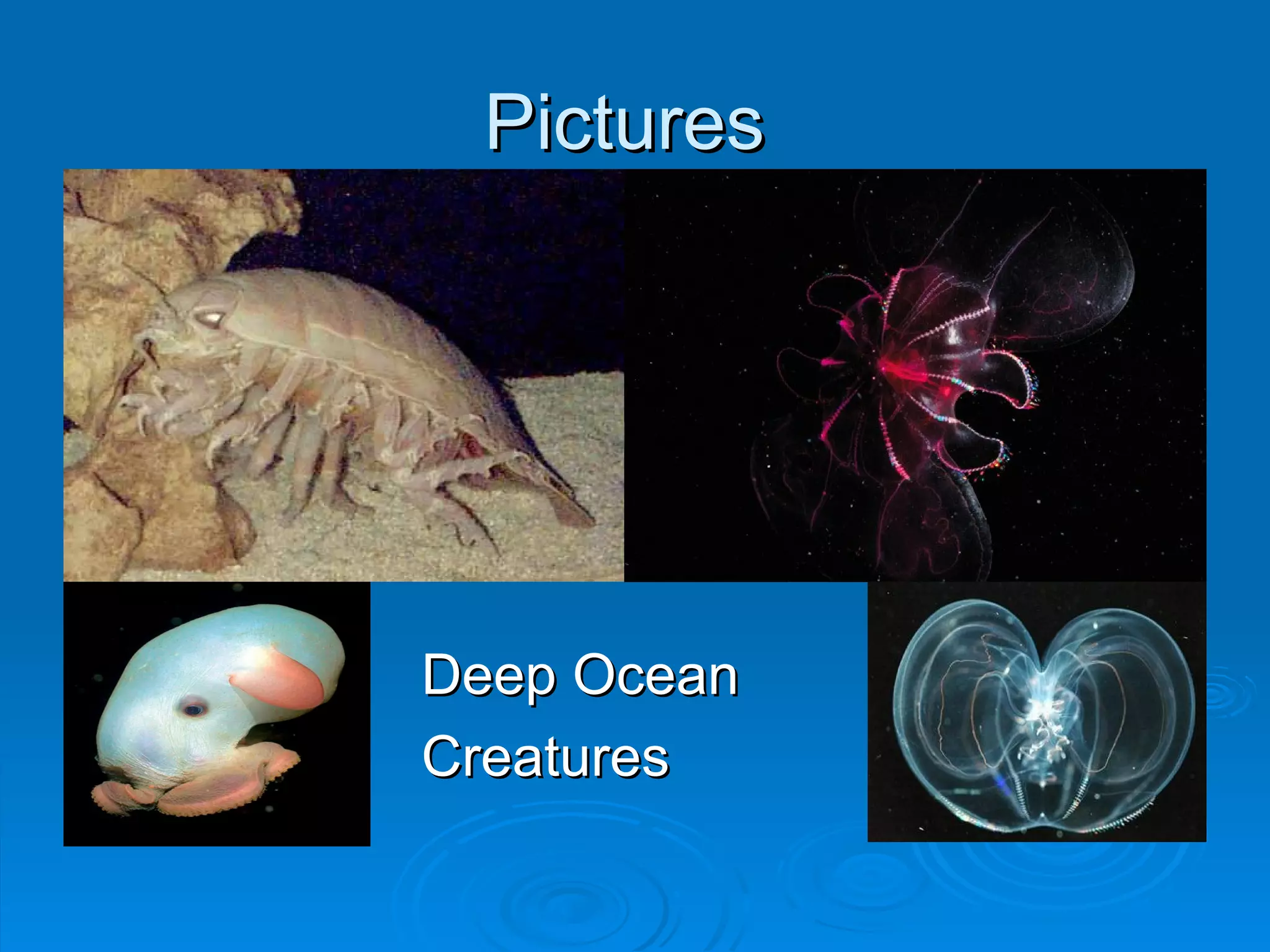 Pictures  Deep Ocean Creatures 