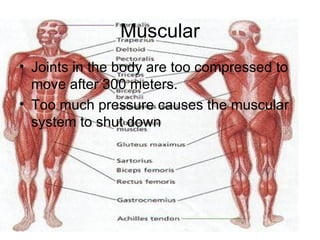 Muscular Joints in the body are too compressed to move after 300 meters. Too much pressure causes the muscular system to shut down 