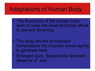 Adaptations of Human Body The Buoyancy of the human body work to keep the head and body afloat to prevent drowning The body shivers to maintain homeostasis the muscles move rapidly to generate heat Enlarged eyes, Expandable Stomach absence of  Jaw 