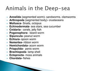  Annelida (segmented worm)- sandworms. clamworms
 Arthropoda (segmented body)- crustaceans
 Mollusca- Snails, octopus
 Echinodermata- sea stars, sea cucumber
 Cnidaria- corals, jelly fish
 Pogonophora- beard worm
 Sipuncula- peanut worm
 Echiura- spoon worm
 Nemertea- ribbon worm
 Hemichordata- acorn worm
 Priapulida- penis worm
 Brachiopoda- lamp shell
 Ectoprocta- moss animals
 Chordata- fishes
 