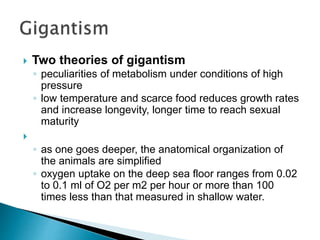  Two theories of gigantism
◦ peculiarities of metabolism under conditions of high
pressure
◦ low temperature and scarce food reduces growth rates
and increase longevity, longer time to reach sexual
maturity

◦ as one goes deeper, the anatomical organization of
the animals are simplified
◦ oxygen uptake on the deep sea floor ranges from 0.02
to 0.1 ml of O2 per m2 per hour or more than 100
times less than that measured in shallow water.
 