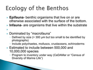  Epifauna- benthic organisms that live on or are
otherwise associated with the surface of the bottom.
 Infauna- are organisms that live within the substrate

 Dominated by “macrofauna”
◦ Defined by size (> 300 μm but too small to be identified by
photographs)
◦ Include polychaetes, molluscs, crustaceans, echinoderms
 Estimated to include between 500,000 and
10,000,000 species
◦ Program to inventory under way (CeDAMar or “Census of
Diversity of Marine Life”)
 