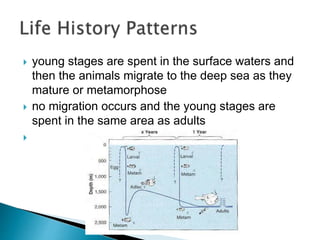  young stages are spent in the surface waters and
then the animals migrate to the deep sea as they
mature or metamorphose
 no migration occurs and the young stages are
spent in the same area as adults

 