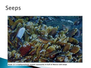 Deep sea ecology 