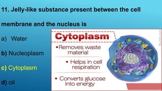 11. Jelly-like substance present between the cell
membrane and the nucleus is
a) Water
b) Nucleoplasm
c) Cytoplasm
d) oil
 