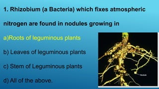 1. Rhizobium (a Bacteria) which fixes atmospheric
nitrogen are found in nodules growing in
a)Roots of leguminous plants
b) Leaves of leguminous plants
c) Stem of Leguminous plants
d) All of the above.
 