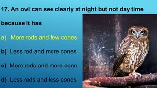 17. An owl can see clearly at night but not day time
because it has
a) More rods and few cones
b) Less rod and more cones
c) More rods and more cone
d) Less rods and less cones
 