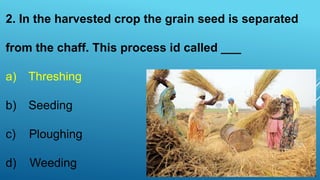 2. In the harvested crop the grain seed is separated
from the chaff. This process id called ___
a) Threshing
b) Seeding
c) Ploughing
d) Weeding
 
