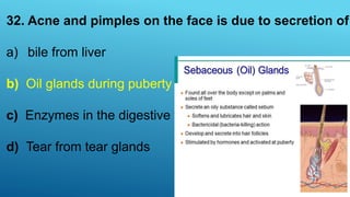 32. Acne and pimples on the face is due to secretion of
a) bile from liver
b) Oil glands during puberty
c) Enzymes in the digestive tract
d) Tear from tear glands
 