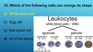 33. Which of the following cells can change its shape
a) White blood cell
b) Egg cell
c) Red blood cell
d) All of the above
 