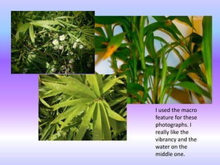 I used the macro
feature for these
photographs. I
really like the
vibrancy and the
water on the
middle one.