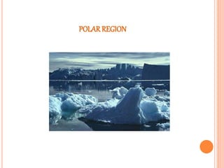 POLAR REGION 
 