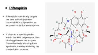 Replication Inhibitor Inhibitors of Dna replication, transcription and translation | PPTX