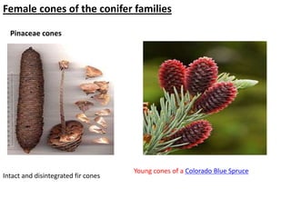 Female cones of the conifer families
Pinaceae cones
Intact and disintegrated fir cones
Young cones of a Colorado Blue Spruce
 