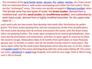 The members of the pine family (pines, spruces, firs, cedars, larches, etc.) have cones
that are imbricate (that is, with scales overlapping each other like fish scales). These
are the "archetypal" cones. The scales are spirally arranged in fibonacci number ratios.
The female cone has two types of scale: the bract scales, derived from a
modified leaf, and the seed scales (or ovuliferous scales), one subtended by
each bract scale, derived from a highly modified branchlet. On the upper-side
base of …..
each seed scale are two ovules that develop into seeds after fertilization by pollen
grains. The bract scales develop first, and are conspicuous at the time of pollination;
the seed scales develop later to enclose and protect the seeds, with the bract scales
often not growing further. The scales open temporarily to receive gametophytes, then
close during fertilization and maturation, and then re-open again at maturity to allow
the seed to escape. Maturation takes 6–8 months from pollination in most Pinaceae
genera, but 12 months in cedars and 18–24 months (rarely more) in most pines. The
cones open either by the seed scales flexing back when they dry out, or (in firs, cedars
and golden larch) by the cones disintegrating with the seed scales falling off. The cones
are conic, cylindrical or ovoid (egg-shaped), and small to very large, from 2–60 cm long
and 1–20 cm broad.
 