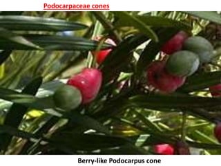 Podocarpaceae cones
Berry-like Podocarpus cone
 