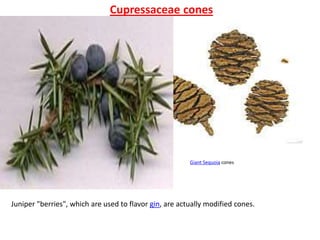 Cupressaceae cones
Juniper "berries", which are used to flavor gin, are actually modified cones.
Giant Sequoia cones
 