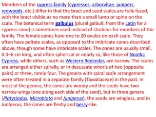 Members of the cypress family (cypresses, arborvitae, junipers,
redwoods, etc.) differ in that the bract and seed scales are fully fused,
with the bract visible as no more than a small lump or spine on the
scale. The botanical term galbulus (plural galbuli; from the Latin for a
cypress cone) is sometimes used instead of strobilus for members of this
family. The female cones have one to 20 ovules on each scale. They
often have peltate scales, as opposed to the imbricate cones described
above, though some have imbricate scales. The cones are usually small,
0.3–6 cm long, and often spherical or nearly so, like those of Nootka
Cypress, while others, such as Western Redcedar, are narrow. The scales
are arranged either spirally, or in decussate whorls of two (opposite
pairs) or three, rarely four. The genera with spiral scale arrangement
were often treated in a separate family (Taxodiaceae) in the past. In
most of the genera, the cones are woody and the seeds have two
narrow wings (one along each side of the seed), but in three genera
(Platycladus, Microbiota and Juniperus), the seeds are wingless, and in
Juniperus, the cones are fleshy and berry-like.
 